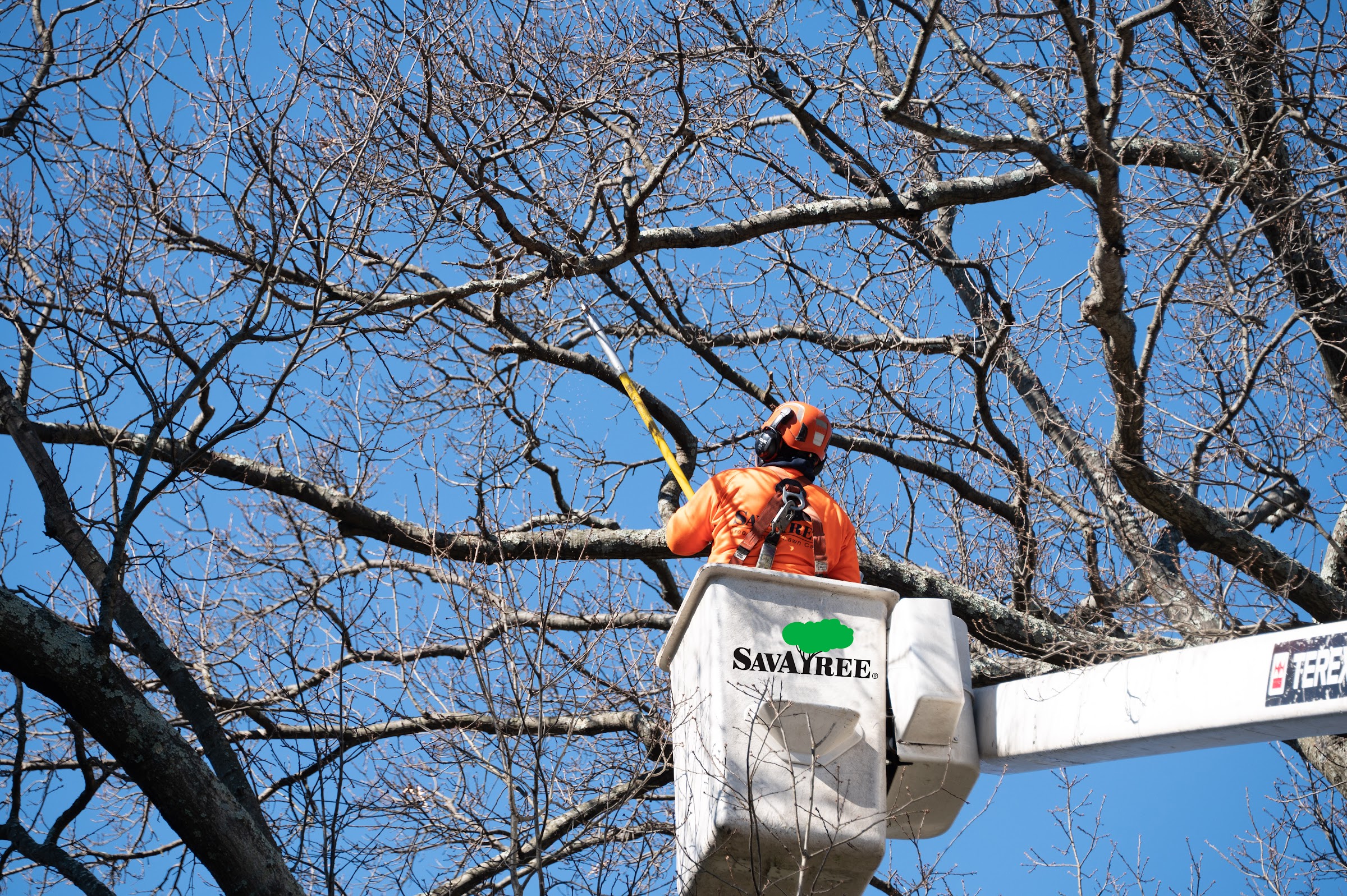 SavATree in Heber City