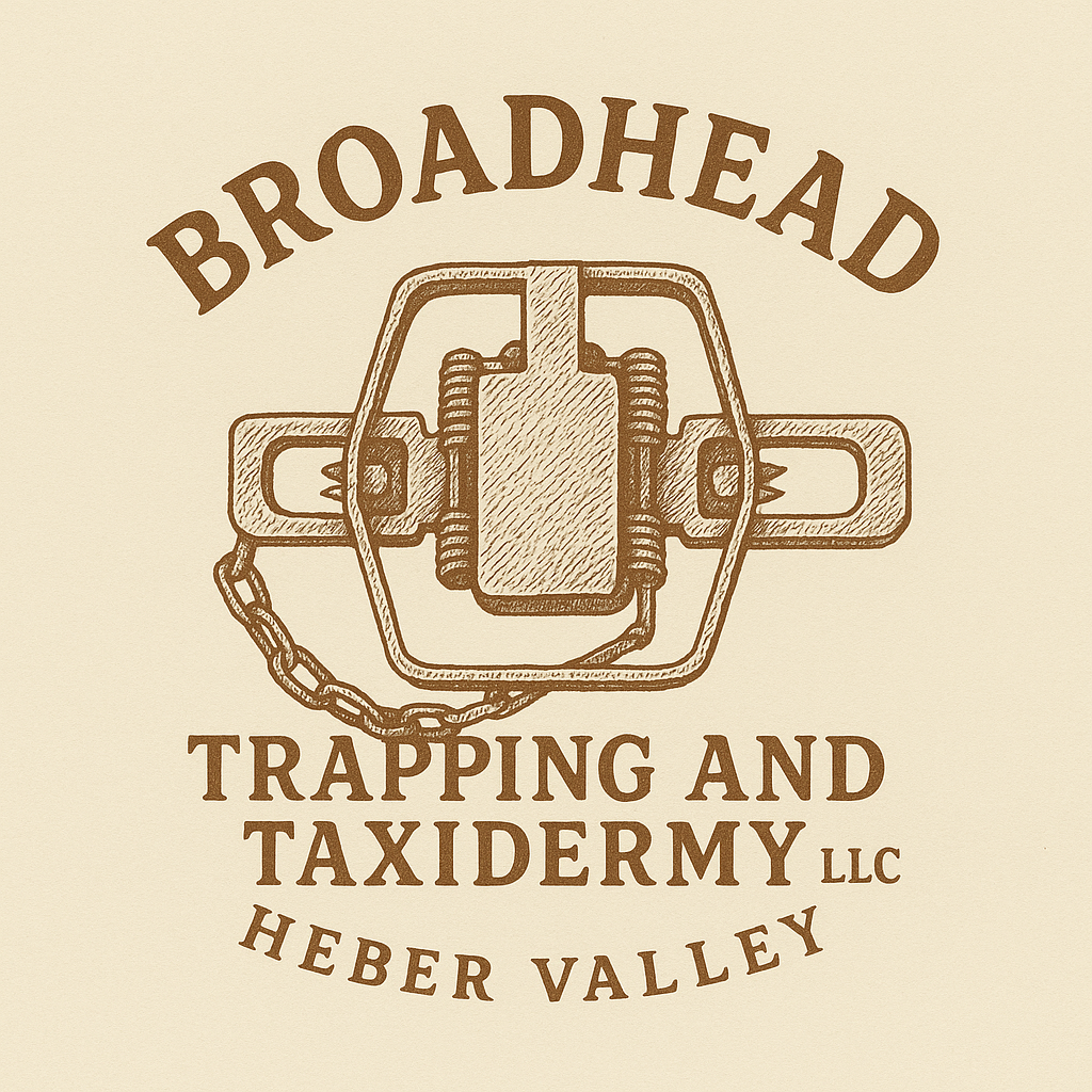 Broadhead Trapping and Taxidermy in Heber City
