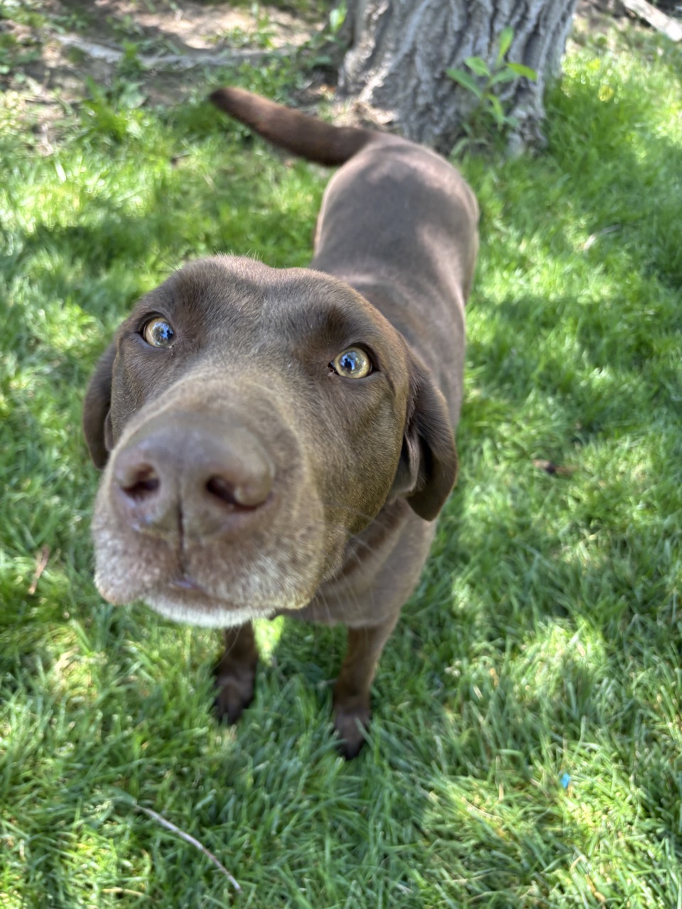 Spencer Scoops Dog Poop in Provo, UT