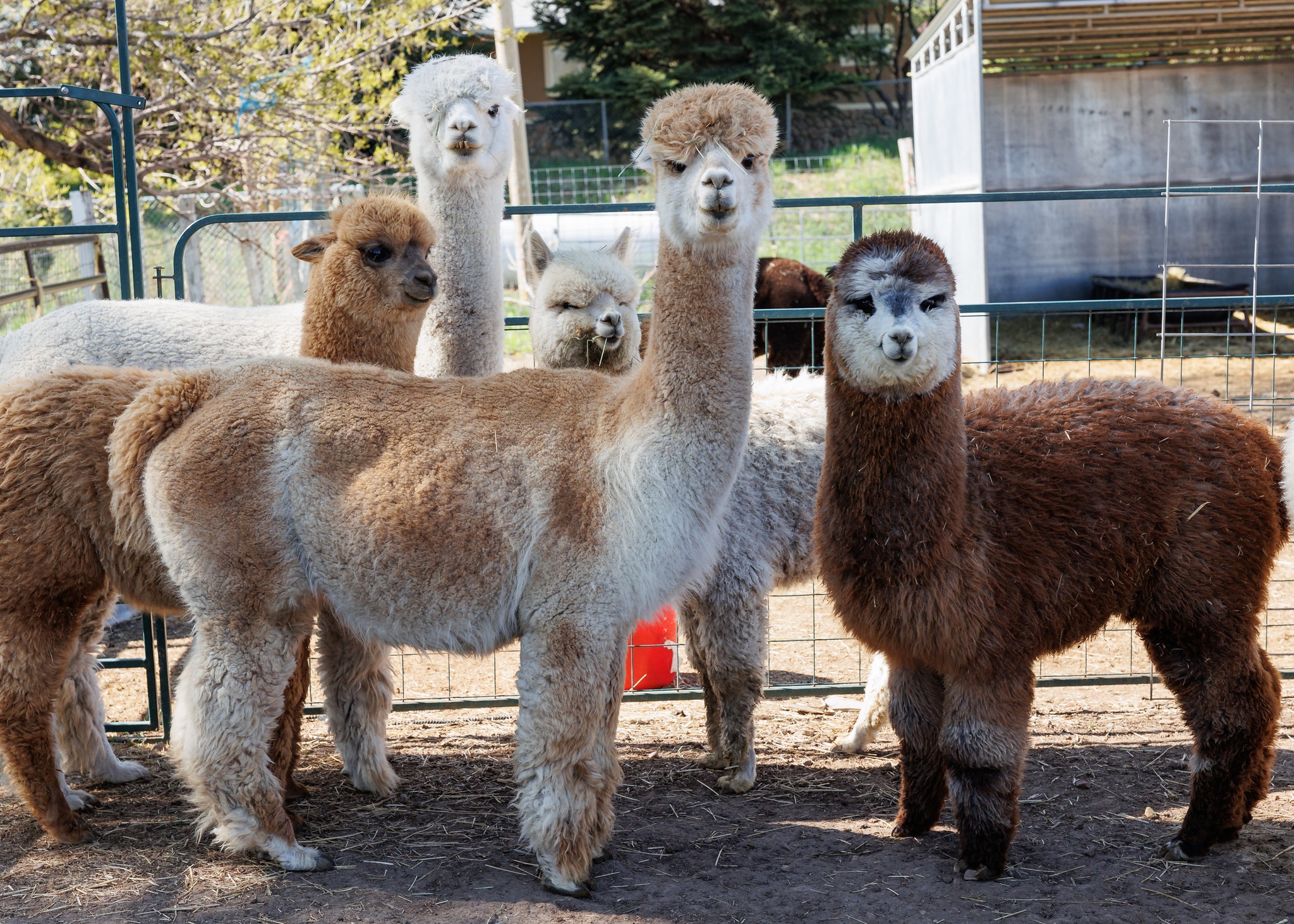 Wasatch Back Alpacas in Heber City