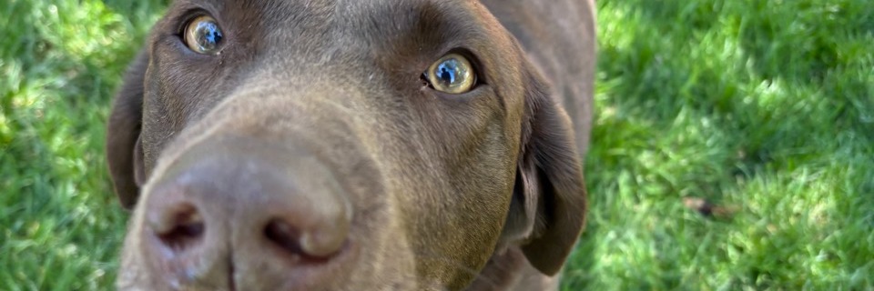 Spencer Scoops Dog Poop in Provo